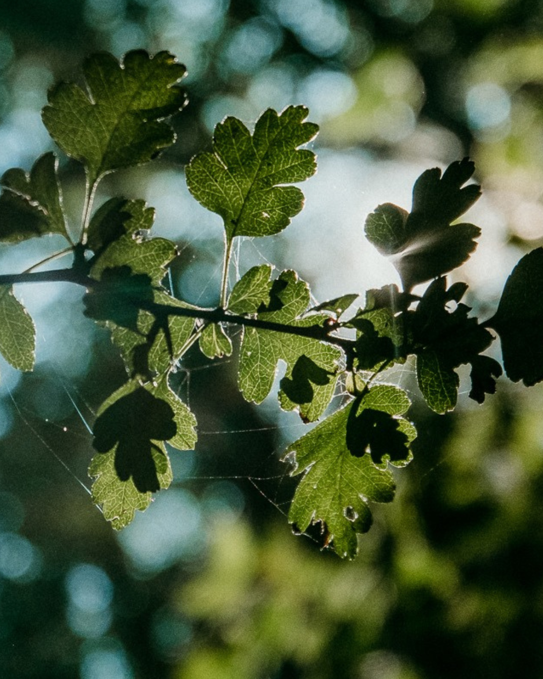 Sunlight revealing the delicate shapes and textures of woodland leaves