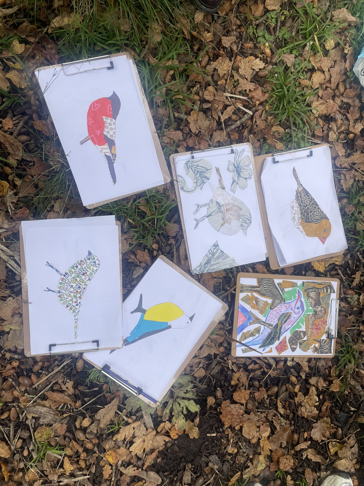Illustrated nature cards arranged on the woodland floor